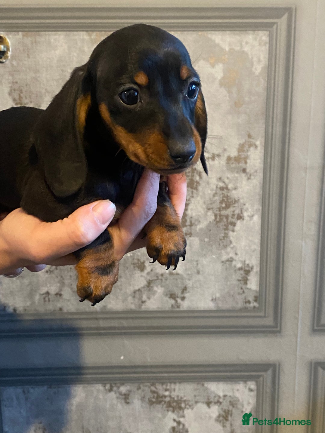 Dachshund dogs for sale: Three dachshund’s ready to go now!!! - Advert 13