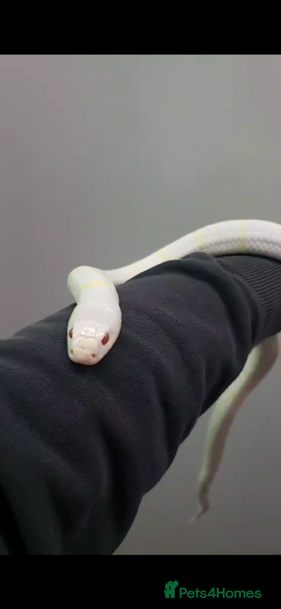 Mixed Breed reptiles Multiple snakes for rehome - Advert 3