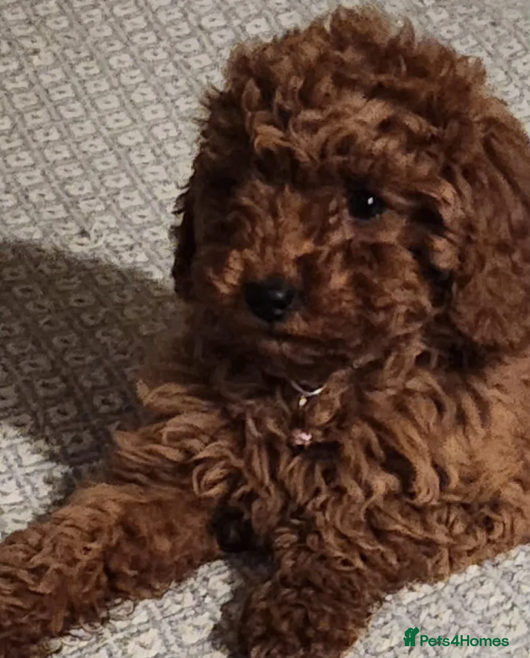Cavapoo dogs for sale: Stunning Fox Red Cavapoo Puppies Available Now - Advert 12