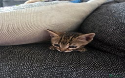 Bengal cats for sale: Bengal X kittens - Image 16