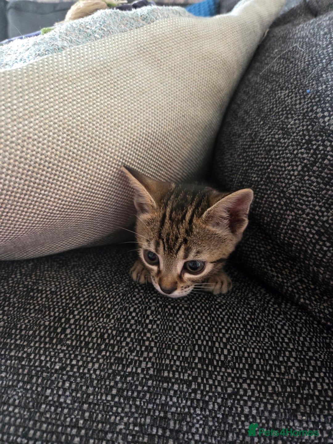 Bengal cats for sale: Bengal X kittens - Image 16