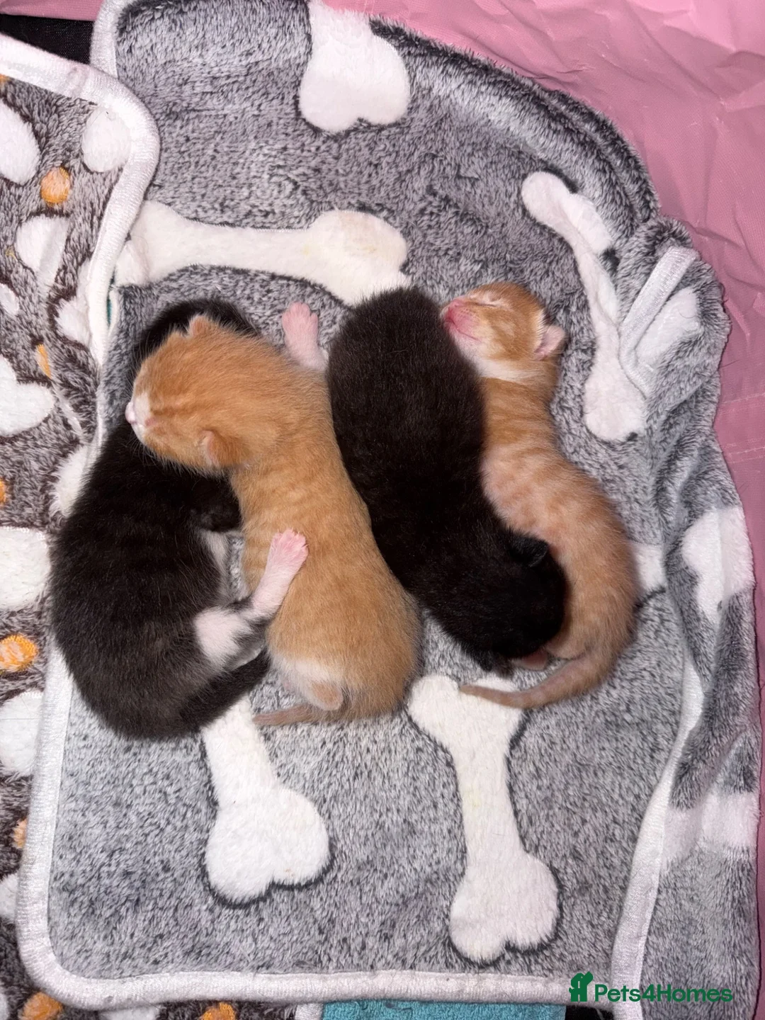 Mixed Breed cats for sale: Kittens for sale! in Chichester - Advert 1