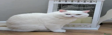BSH 