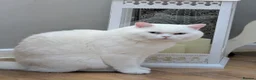 Brazilian Shorthair cats for sale: ✈️Special Home Wanted 🏡 - Advert 4