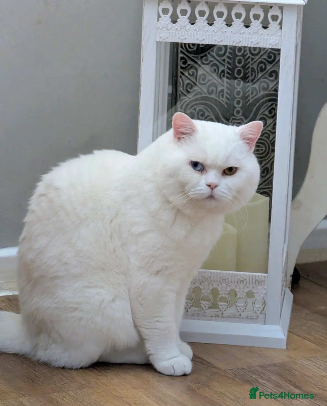 Brazilian Shorthair cats for sale: ✈️Special Home Wanted 🏡 - Advert 4