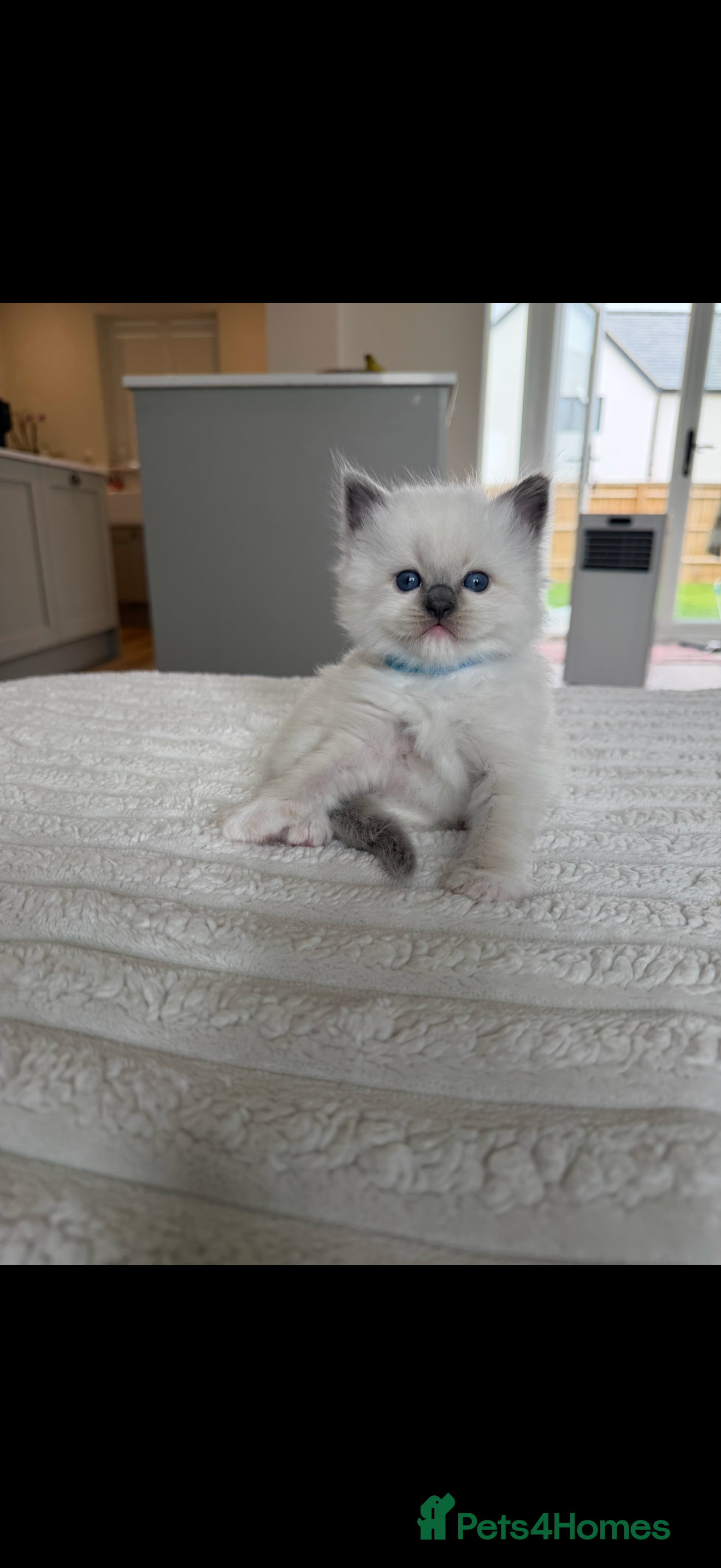 Ragdoll cats Stunning Champion Bloodline GCCF Kittens - Advert 1