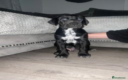 Mixed Breed dogs for sale: Cane corso X Dalmatian - Corsomatian  - Image 2