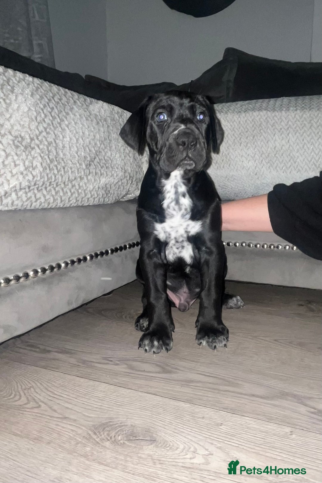 Mixed Breed dogs for sale: Cane corso X Dalmatian - Corsomatian  - Image 2