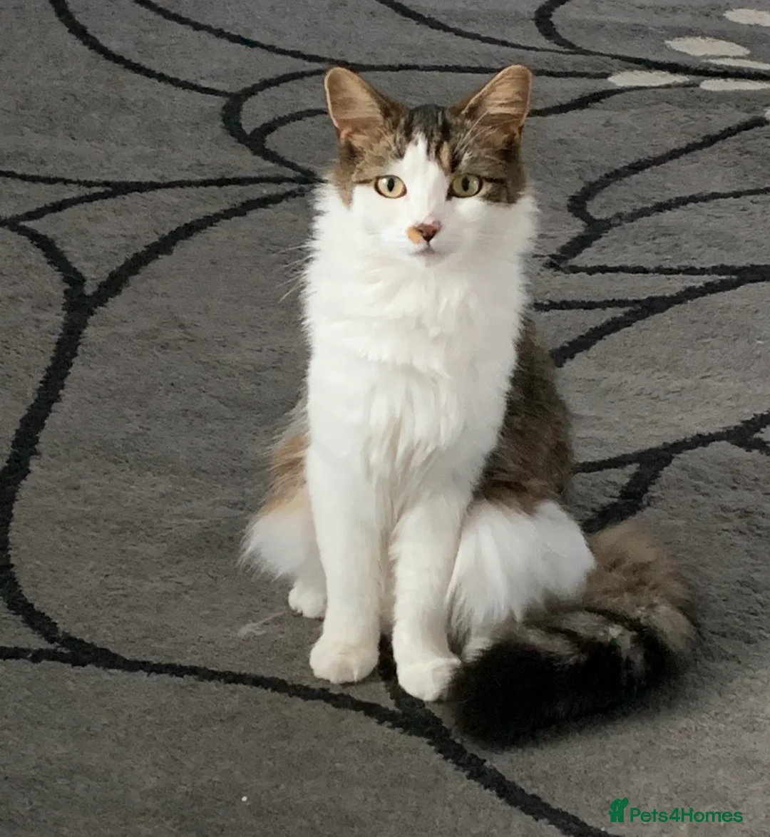 Maine Coon cats for sale: Simone - Maine coon cross - 7yrs - Advert 7