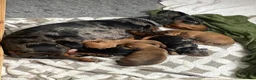 Miniature Dachshund dogs for sale: KC Silver dapple & cream boy. ready now  - Advert 2
