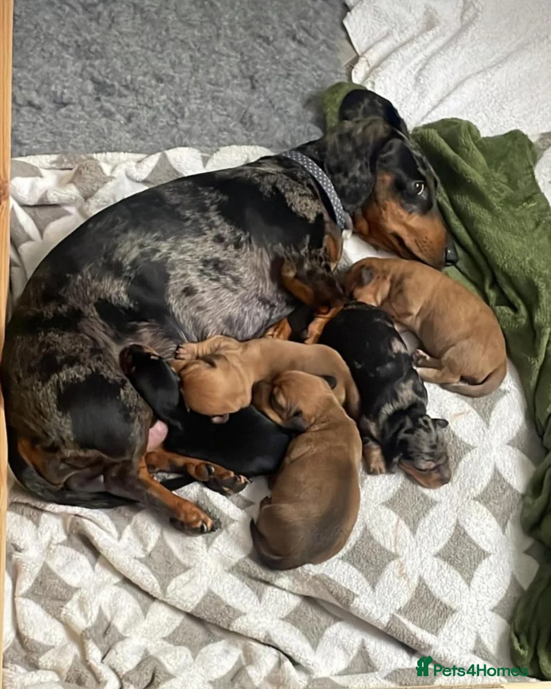 Miniature Dachshund dogs for sale: KC Silver dapple & cream boy. ready now  - Advert 2
