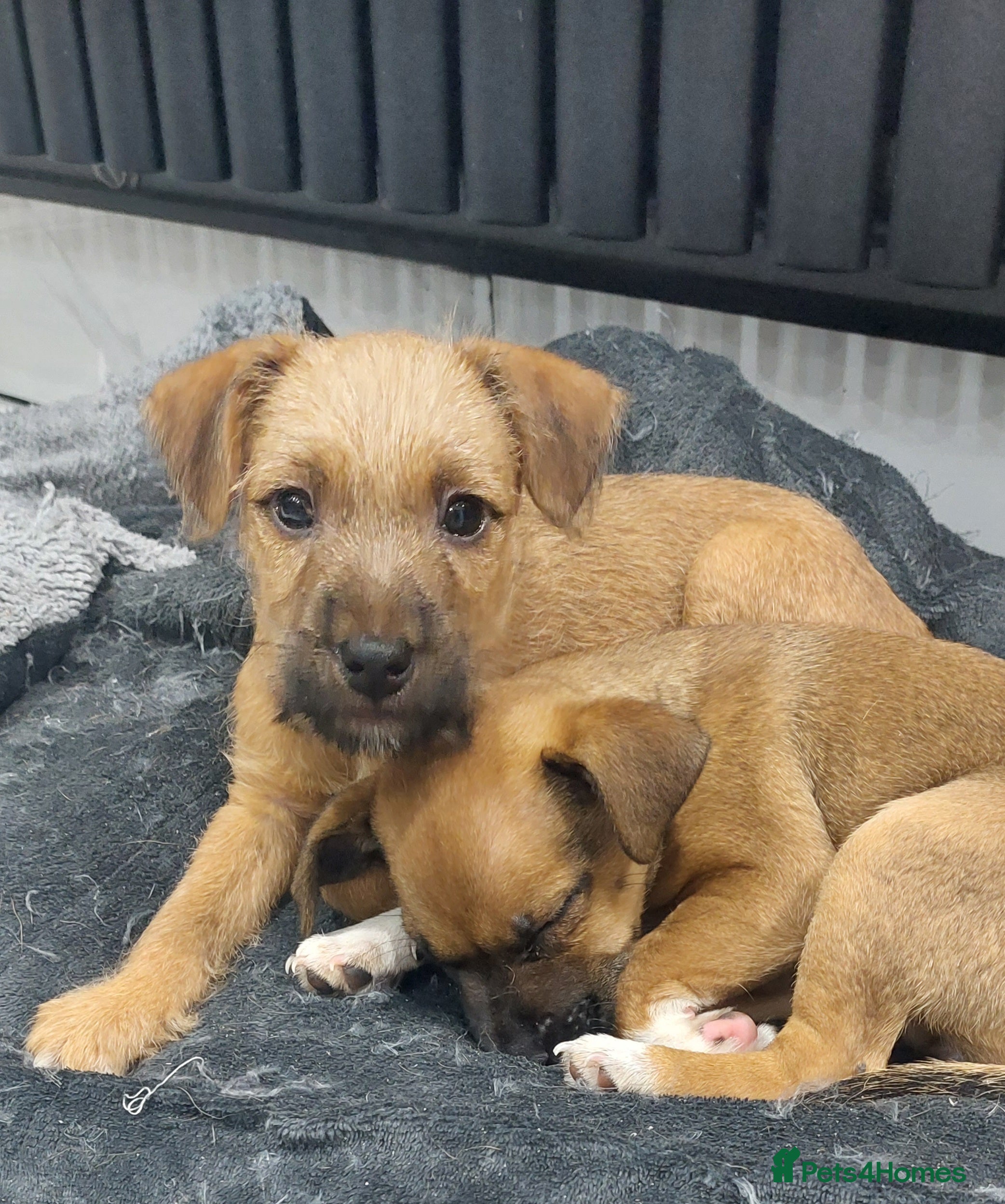 Mixed Breed dogs Mixed breed pups - Advert 1