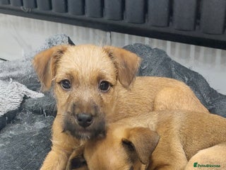 Mixed Breed dogs Mixed breed pups - Advert 2