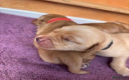 Labrador Retriever dogs for sale: KC Reg ‘Fox Red’ Labrador Retrievers  - Image 38