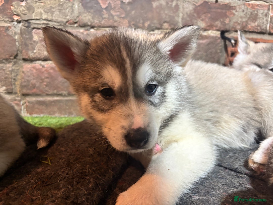 Utonagan dogs for sale: 8 Huskey malamutes  - Image 21