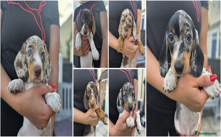 Dachshund dogs - Advert 12