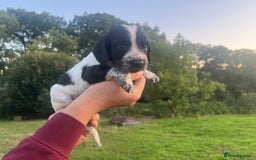 Sprocker dogs for sale: Sprocker puppies for sale   - Image 7