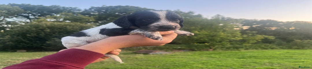 Sprocker Puppy 3