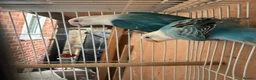Lovebirds birds for sale: Pair lovebirds - Advert 5