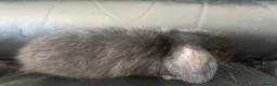 Mini Lop rabbits for sale: Pure breed mini lops - Advert 4