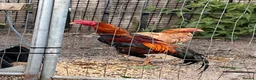 Chickens poultry for sale: Trio of shamo Stag & 2 Brazilian hens in Durham - Advert 3