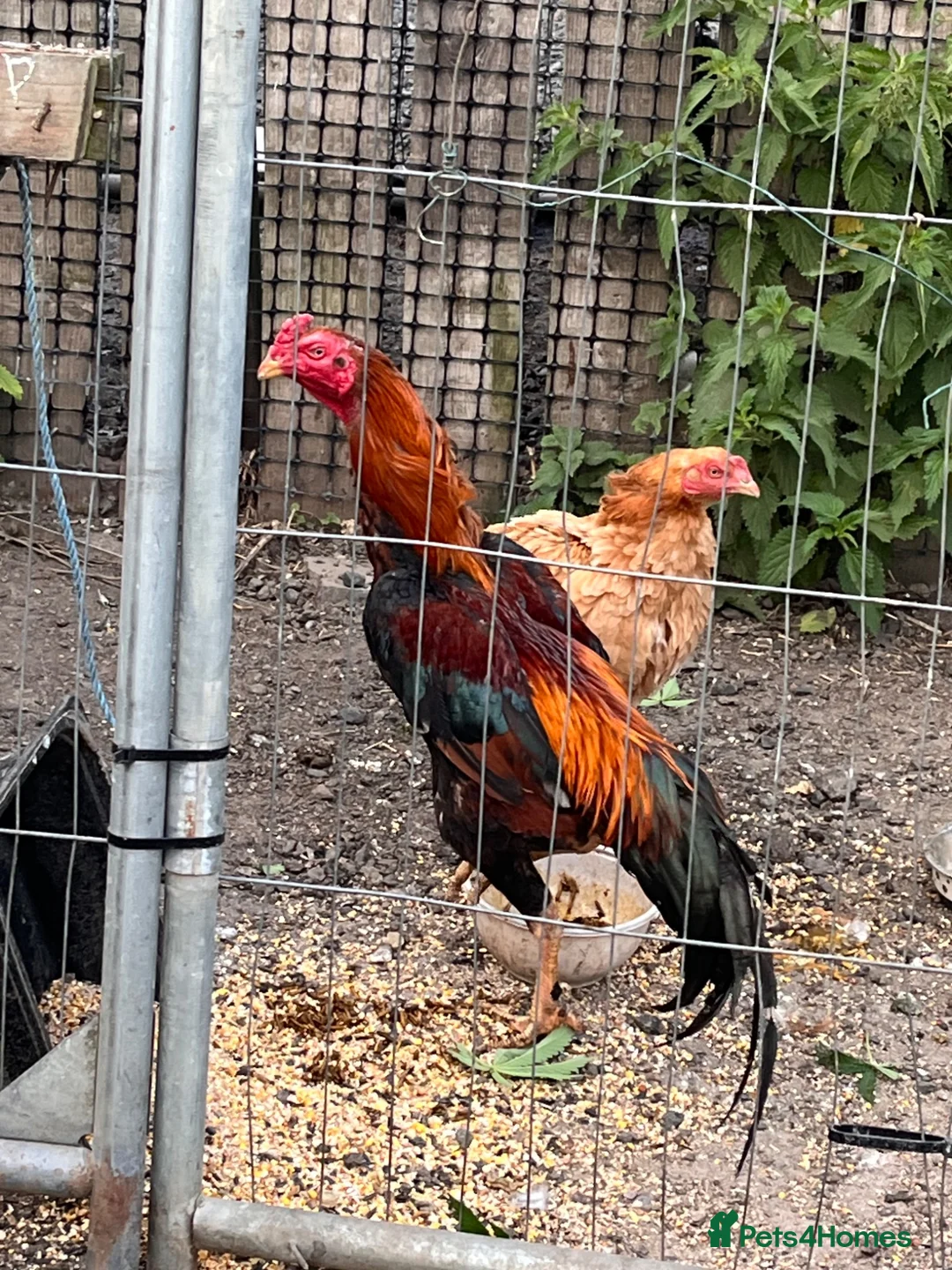 Chickens poultry for sale: Trio of shamo Stag & 2 Brazilian hens in Durham - Advert 3