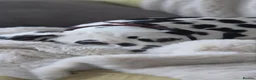 Dalmatian dogs for sale: Dalmatian  in Newton Aycliffe - Advert 9