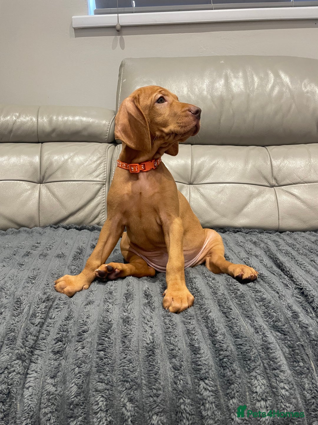 Magyar Vizsla Golden Retriever Mix Hungarian Vizsla Dogs For Stud