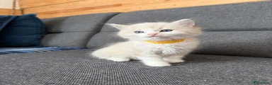 Ragdoll Kitten 5