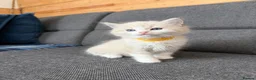 Ragdoll cats for sale: Beautiful Ragdoll kittens TICA registered  in Coventry - Advert 26