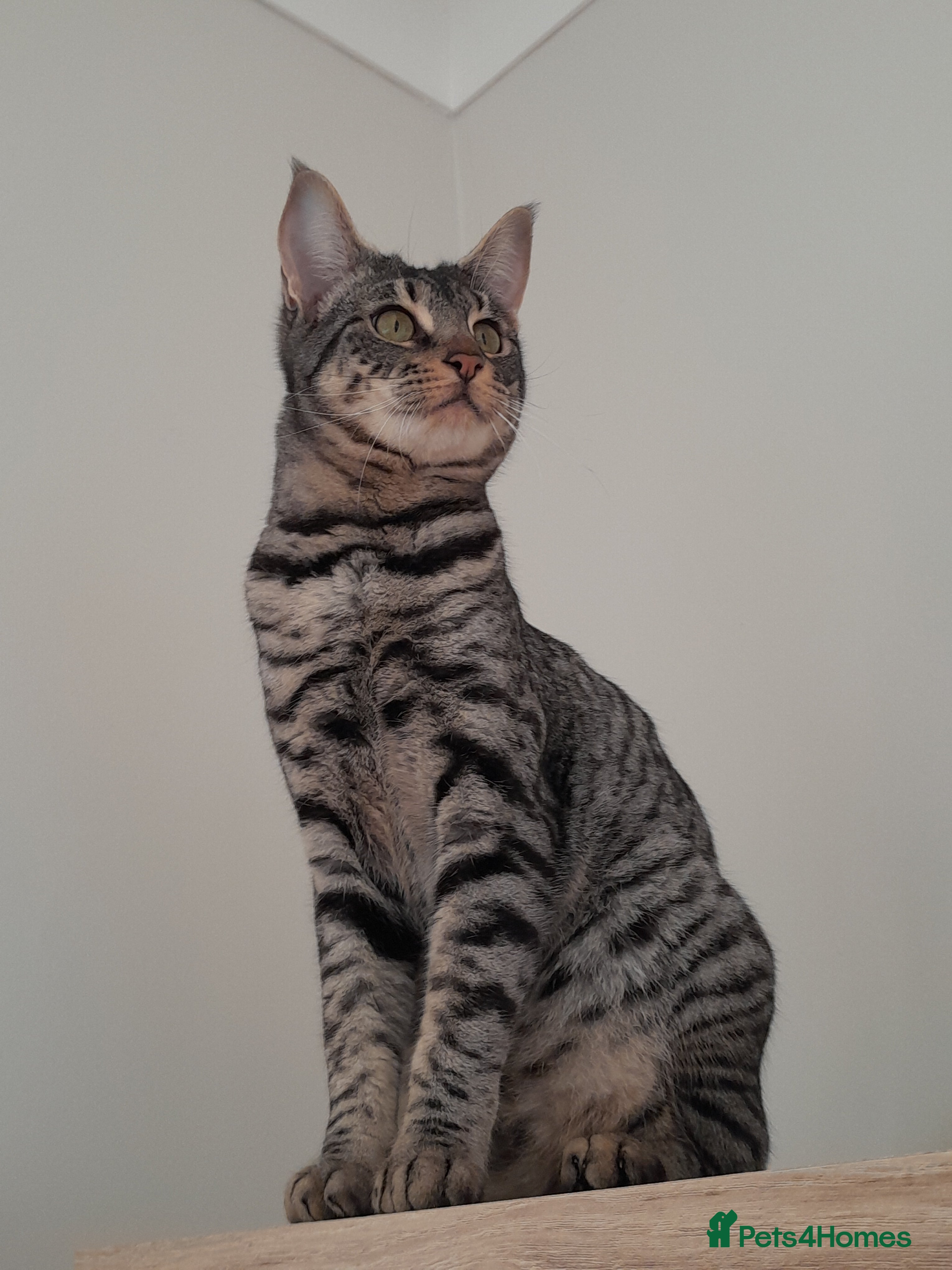 Savannah cats Pedigree F5 TICA Reg Savannah Girl Kitten - Advert 9