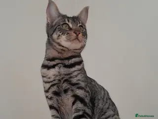 Savannah cats Pedigree F5 TICA Reg Savannah Girl Kitten - Advert 9