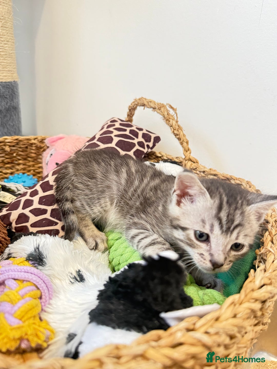 Mixed Breed cats for sale: Maine Coon x Savannah Kittens - Advert 19