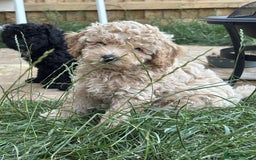Cavapoo dogs for sale: F1b cavapoo puppies  in Kidderminster - Image 10