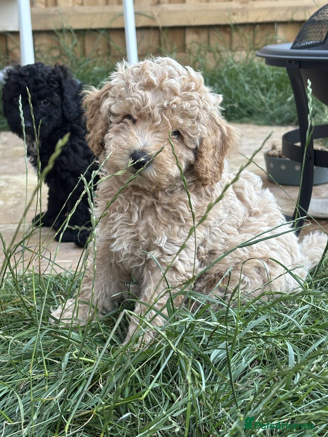 Cavapoo dogs for sale: F1b cavapoo puppies  in Kidderminster - Image 10