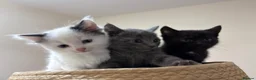 Mixed Breed cats for sale: THREE ADORABLE KITTENS LOOKING FOR LOVING HOMES! in Slough - Advert 8