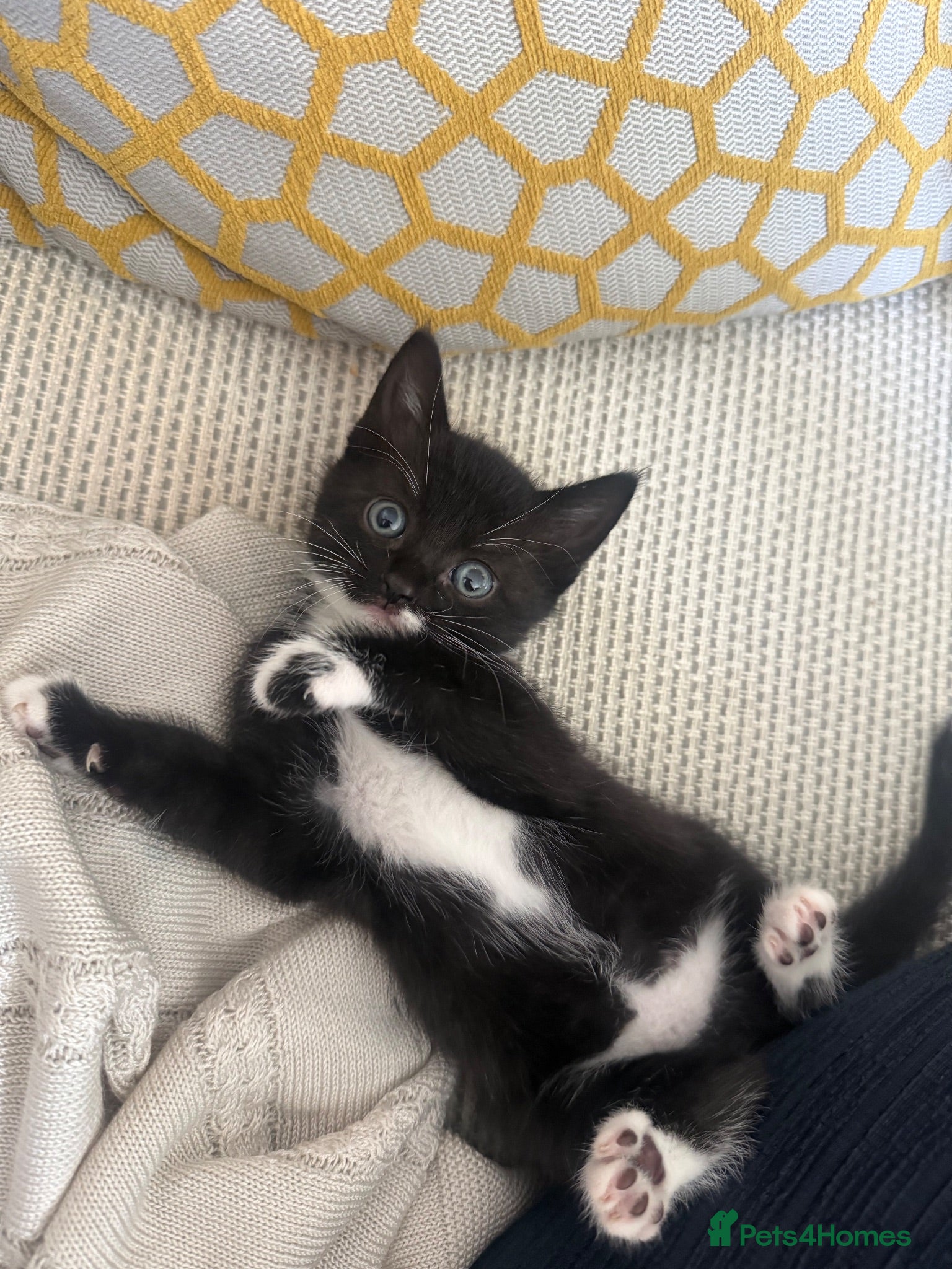 Mixed Breed cats White & Black Kittens - Advert 7