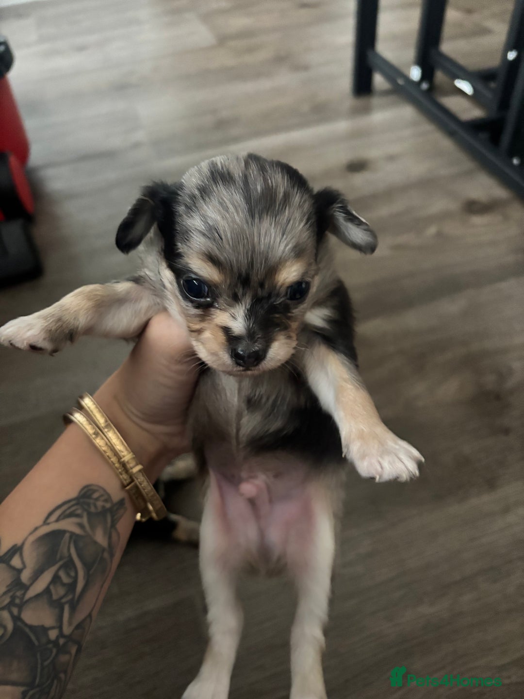 Chihuahua dogs for sale: 3 beautiful chihuahuas  - Image 2