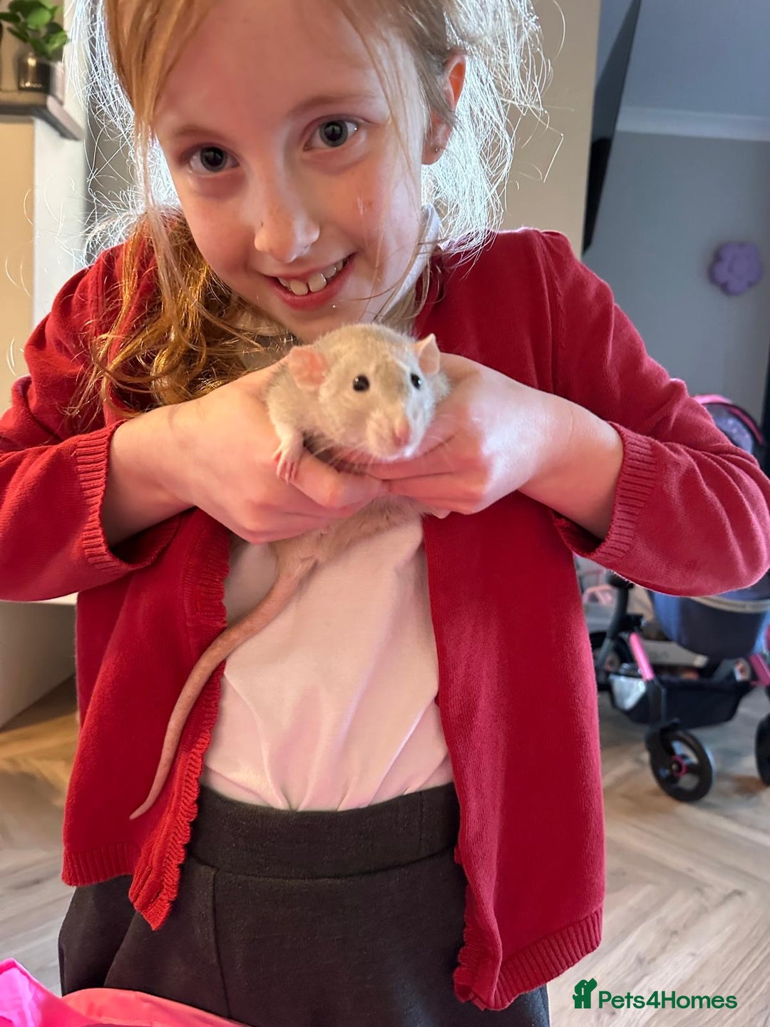 Rat rodents for sale: Two Pet Rats and Cage - Advert 5