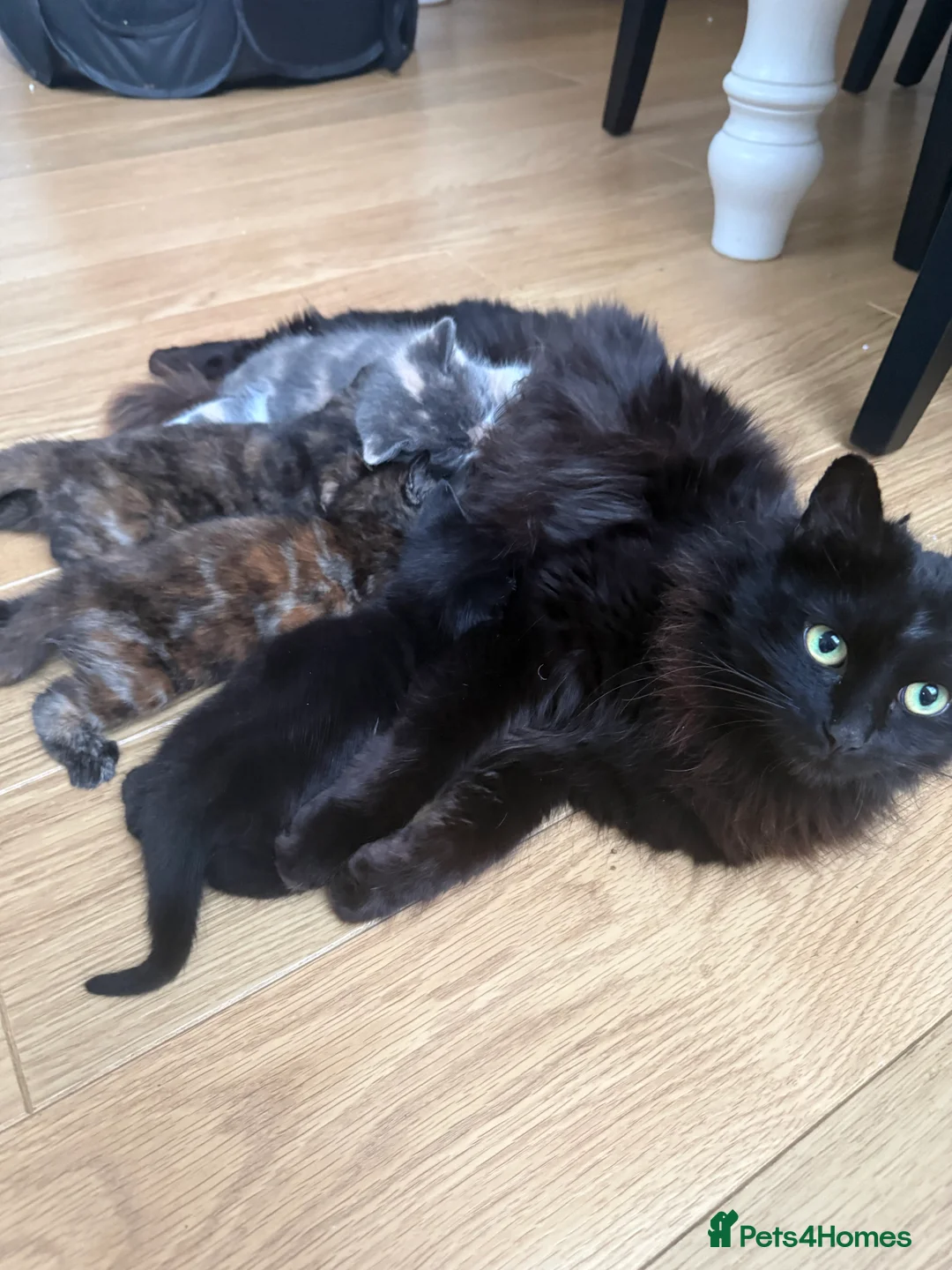 Mixed Breed cats for sale: 3 beautiful kittens for sale  - Advert 2