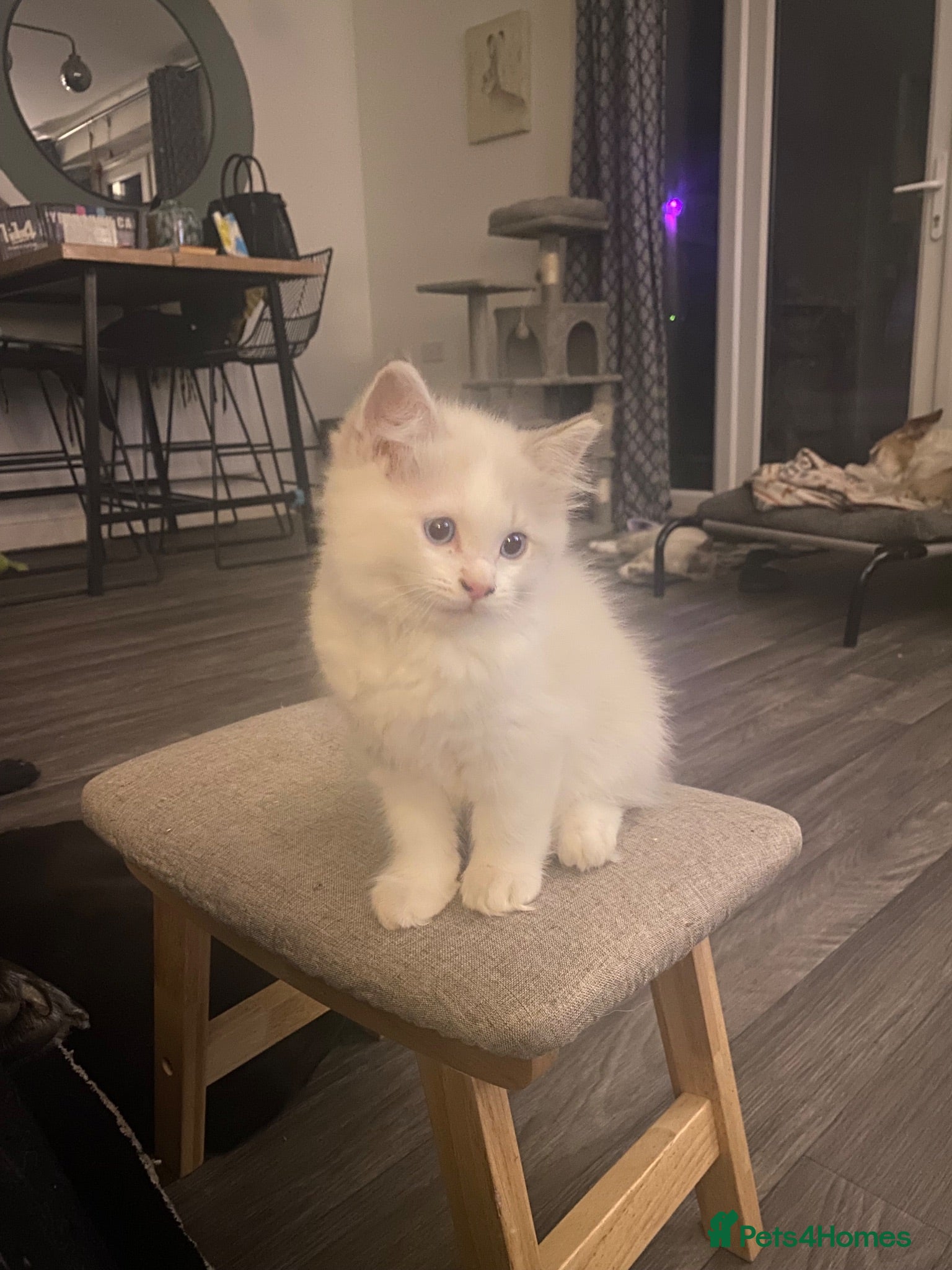 Ragdoll cats Blue lynx bi colour Boy - Advert 10