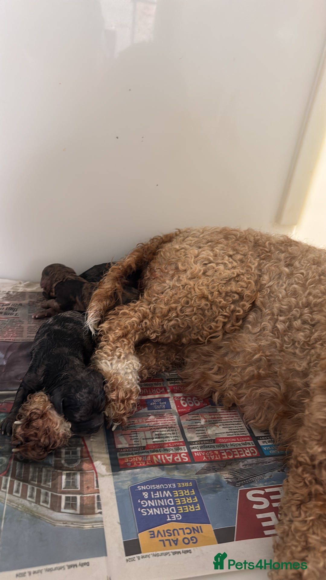 Cavapoochon dogs for sale: F1b Cavapoochon  - Image 40