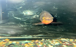 Piranhas fish for sale: RED BELLY PIRHANA/TINFOIL BARBS/PINKTAIL CHALCEUS - Image 4