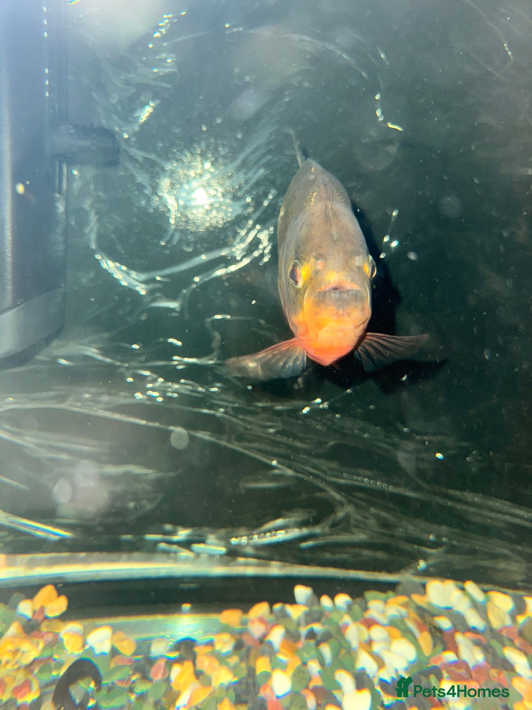 Piranhas fish for sale: RED BELLY PIRHANA/TINFOIL BARBS/PINKTAIL CHALCEUS - Image 4