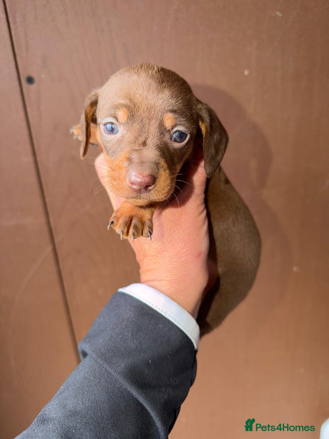 Miniature Dachshund dogs for sale: Mini dachshund puppy’s  - Advert 4