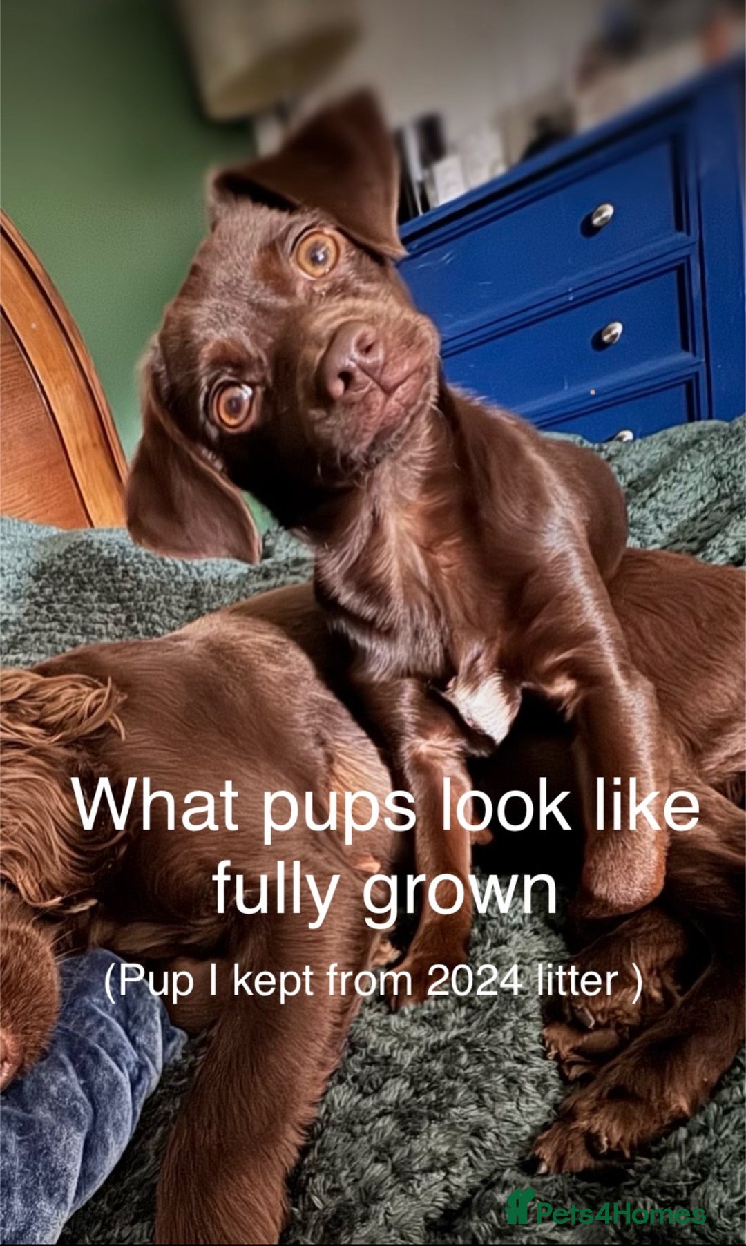 Mixed Breed dogs for sale: Chihuahua x  - Advert 4