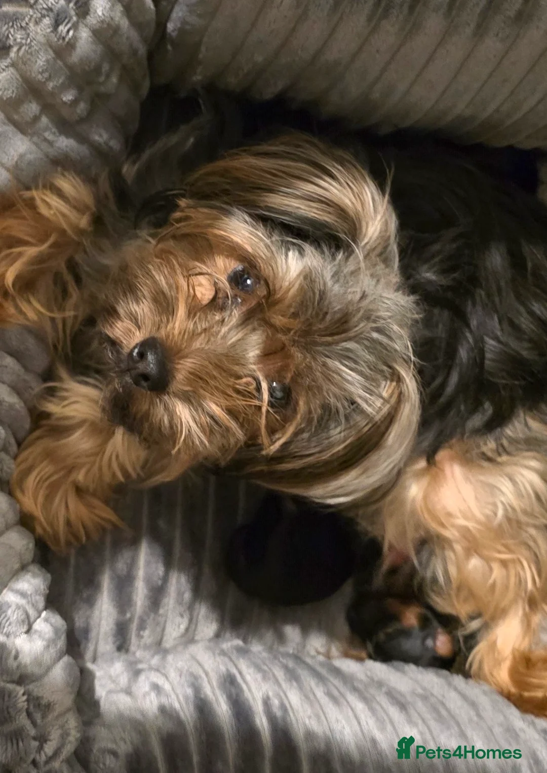 Yorkshire Terrier dogs for sale:  **  Yorkshire Terrier  in Newry - Advert 3