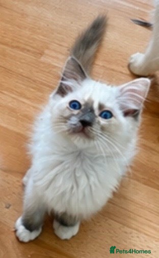 Ragdoll cats Gccf babies  - Advert 2