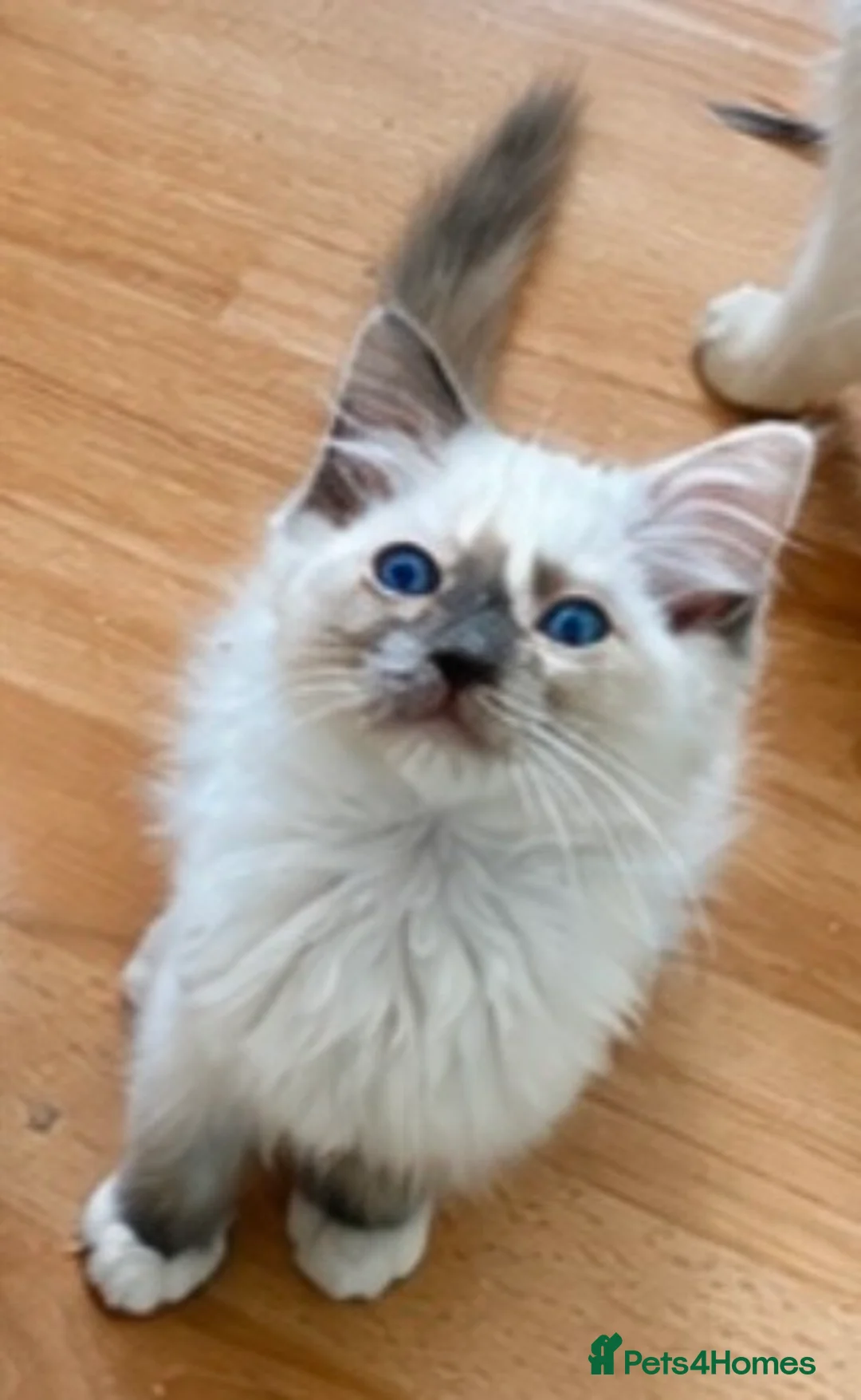 Ragdoll cats for sale: Gccf babies  - Advert 2