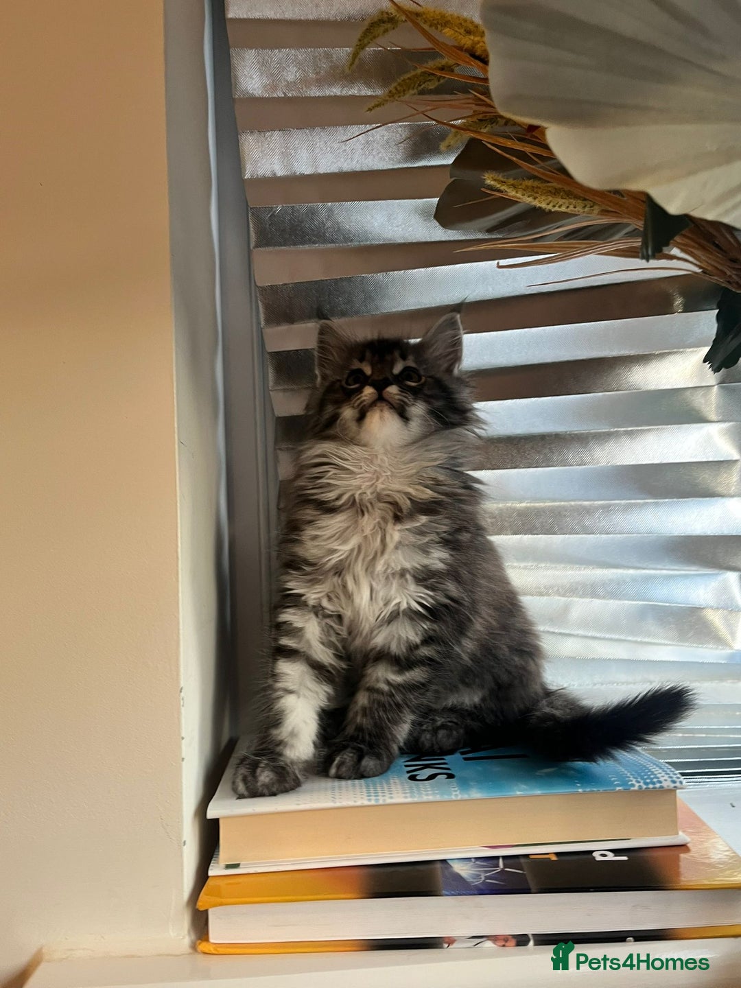 Maine Coon cats for sale: Tiny Tigers, Maine Coon Kittens for Sale - Advert 3